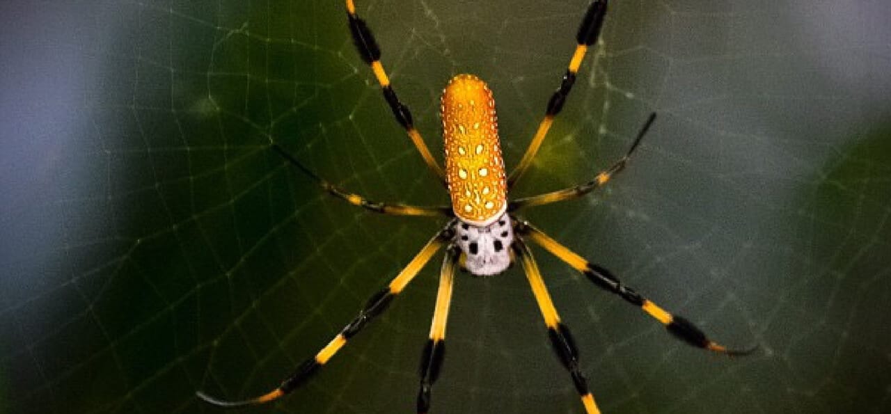 A yellow and black spider with long legs sits at the center of its web against a blurred green background.