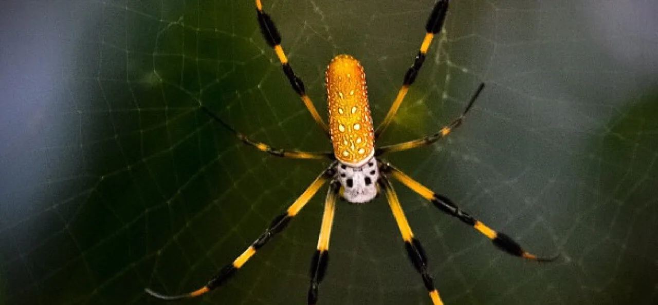 A yellow and black spider with long legs sits at the center of its web against a blurred green background.