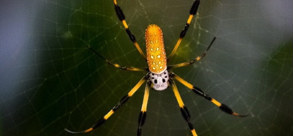 10 Most Venomous, Dangerous & Deadly Spiders In Australia