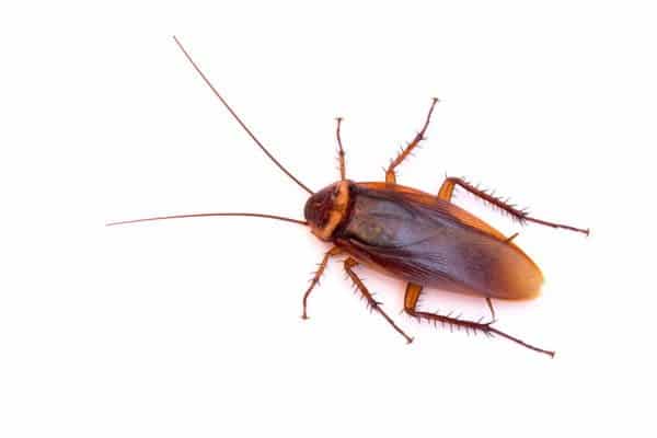 Pest Library 4 Americancockroach 1