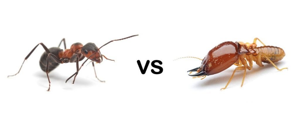Ants vs Termites