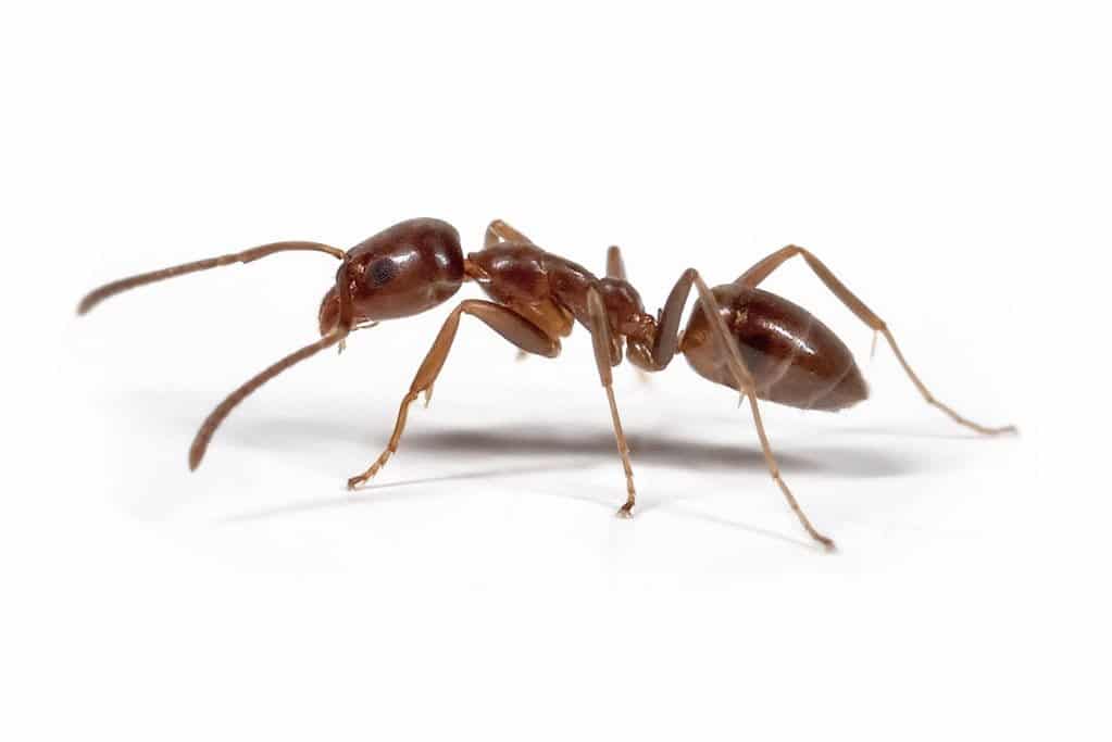 Pest Library 2 Argentine ant 1 1