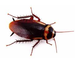 Pest Library 5 Australian cockroach 1
