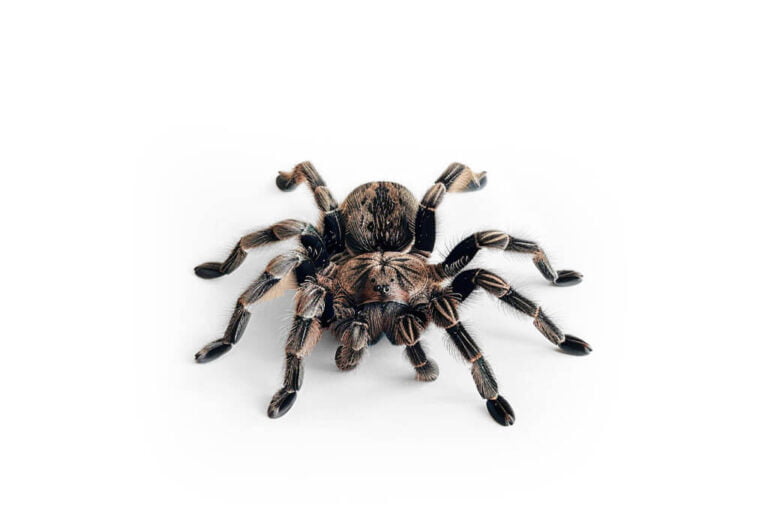 Australian tarantulas​