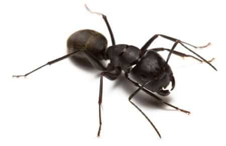 Pest Library 11 Carpenter ant 1