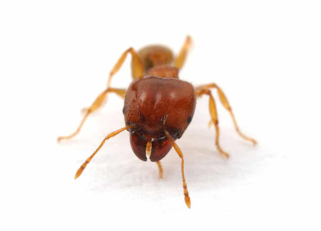 Pest Library 12 Coastal Brown ant 1