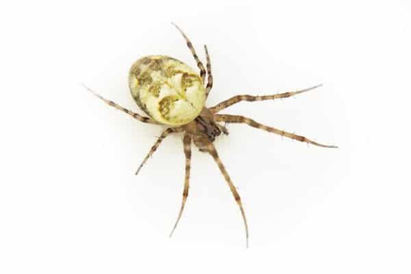Pest Library 25 Common garden orb weaver spider 1