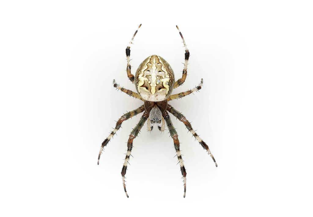 Common garden orb weaver spider​ Eriophora sp