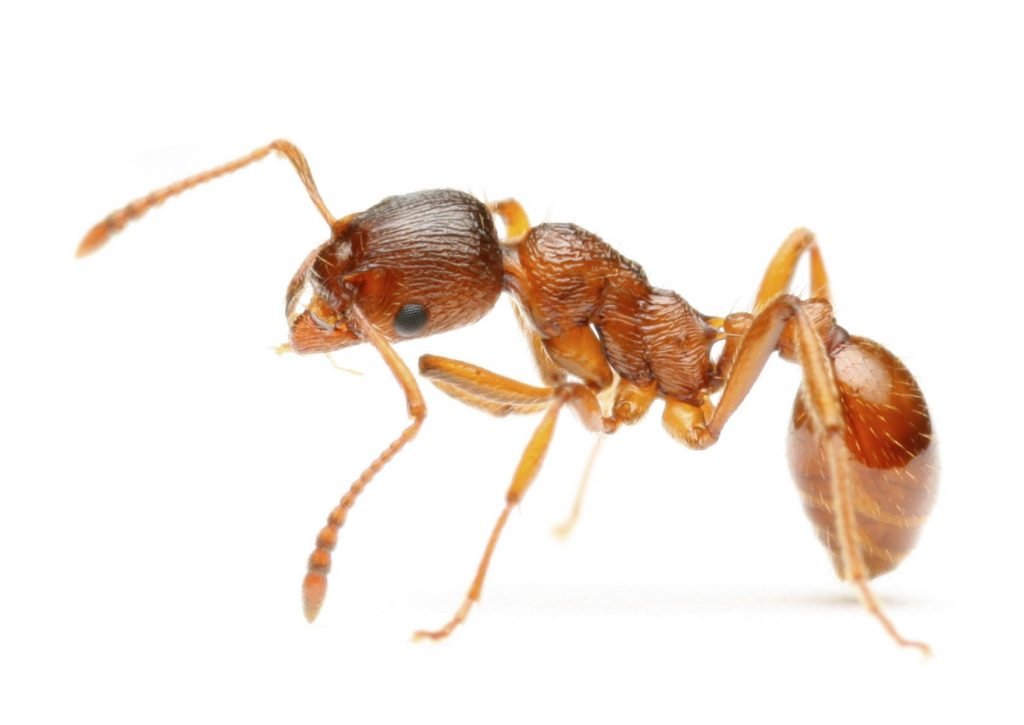 Pest Library 14 Fire ant 1