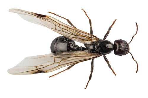 Pest Library 13 Flying ant 1