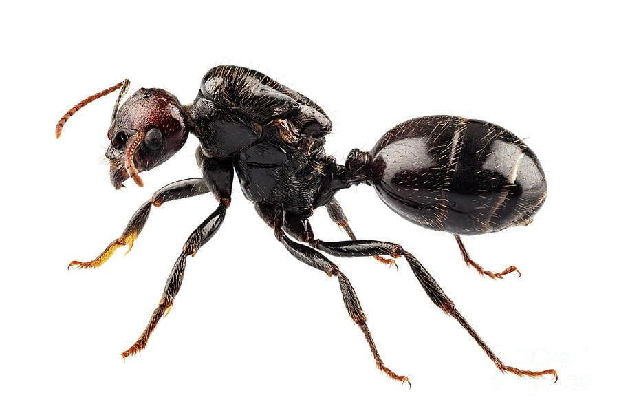 Pest Library 15 Garden ant 1