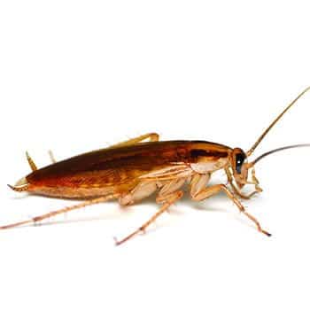 Pest Library 6 German cockroach 1