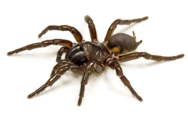 Pest Library 28 Hadronyche formidabilis spider 1
