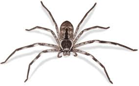 Pest Library 26 Huntsman spider 1