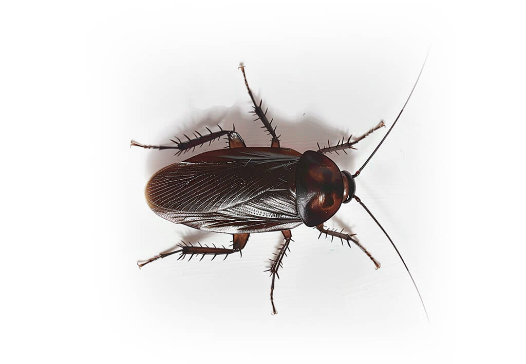 Oriental Cockroach​ Blatta orientalis