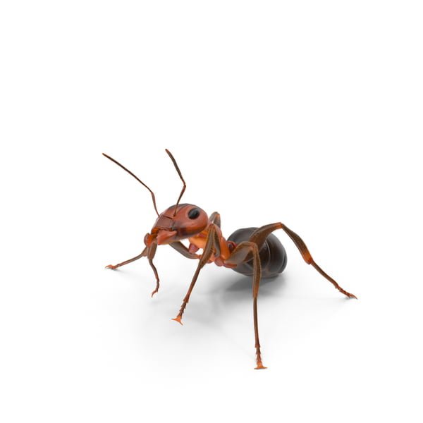 Pest Library 18 Oudourous house ant 1