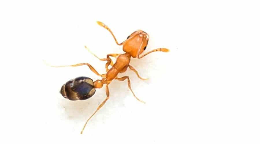 Pest Library 20 Pharaoh Ant 1