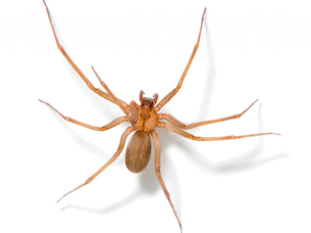 Pest Library 30 Recluse spider 1