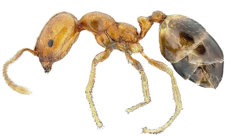Pest Library 21 Singapore ant 1