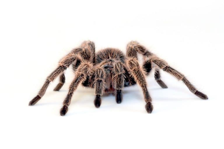 Pest Library 24 Tarantura spider 1