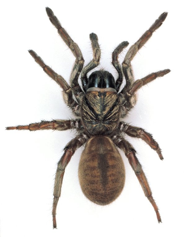Pest Library 32 Trapdoor spider 1