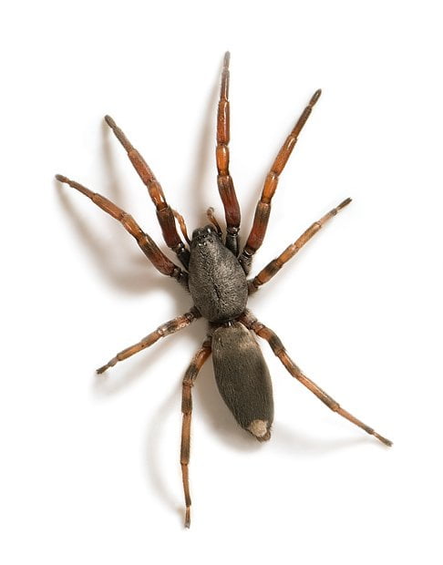 Pest Library 33 White tailed spider 1