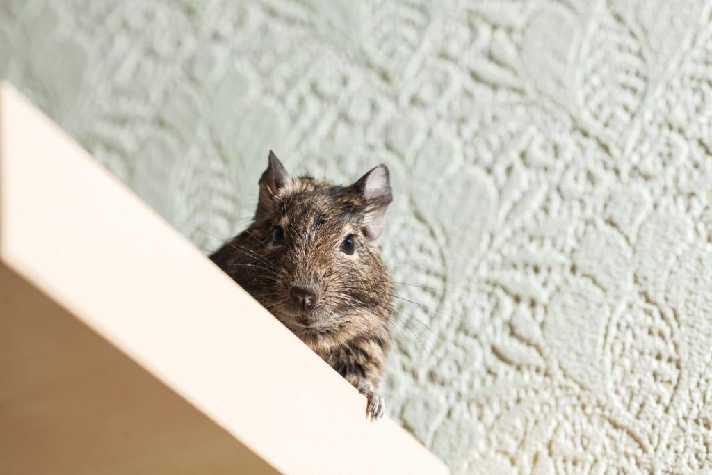 Get Rid of Mice & Rats Quickly and Effectively with Professional Rodent Pest Control