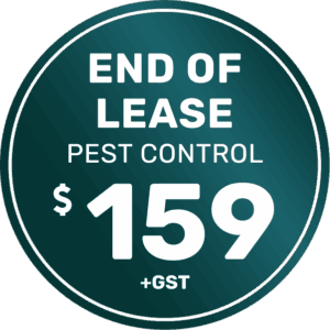 Pest Control 31 End of Lease Pest Control Double Storey