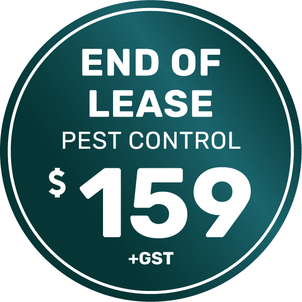 Pest Control 26 End of Lease Pest Control Double Storey