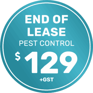 Pest Control 27 End of Lease Pest Control Single Storey