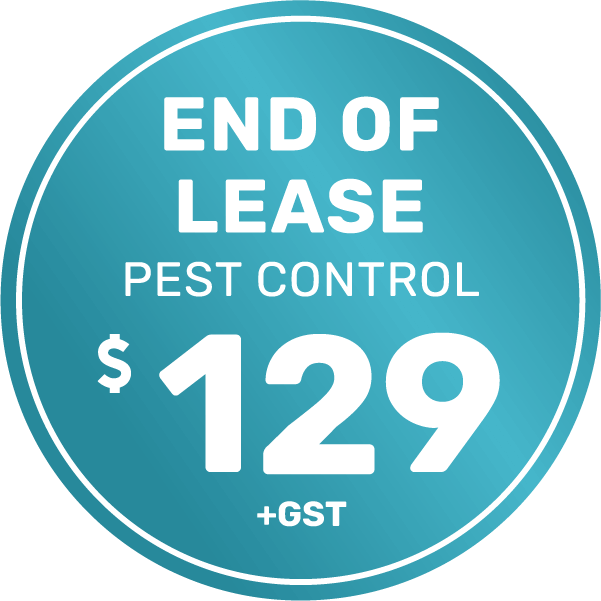 Pest Control 24 End of Lease Pest Control Single Storey