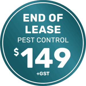 Pest Control 29 End of Lease Pest Control Townhouse
