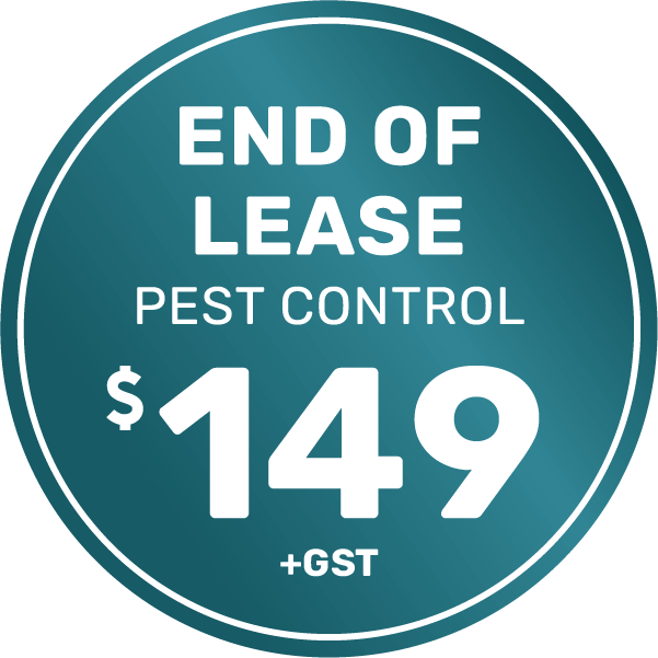 Pest Control 25 End of Lease Pest Control Townhouse