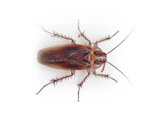 american cockroach