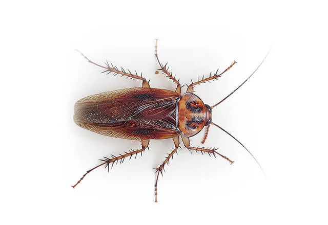 Pest Library 1 american cockroach