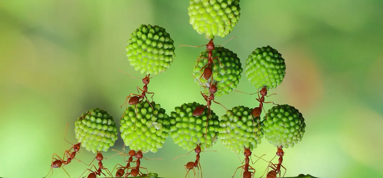 Several red ants work together, climbing and holding up clusters of small, round, green fruit against a blurred green background.