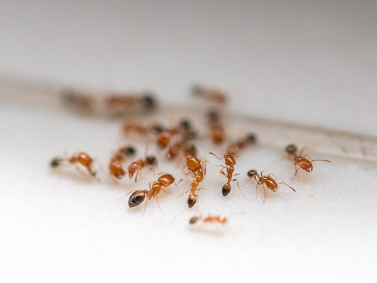 A group of small red ants is gathered on a white surface, some in focus and others blurred in the background.