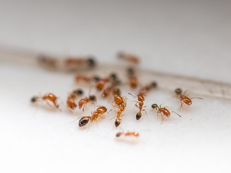 A group of small red ants is gathered on a white surface, some in focus and others blurred in the background.