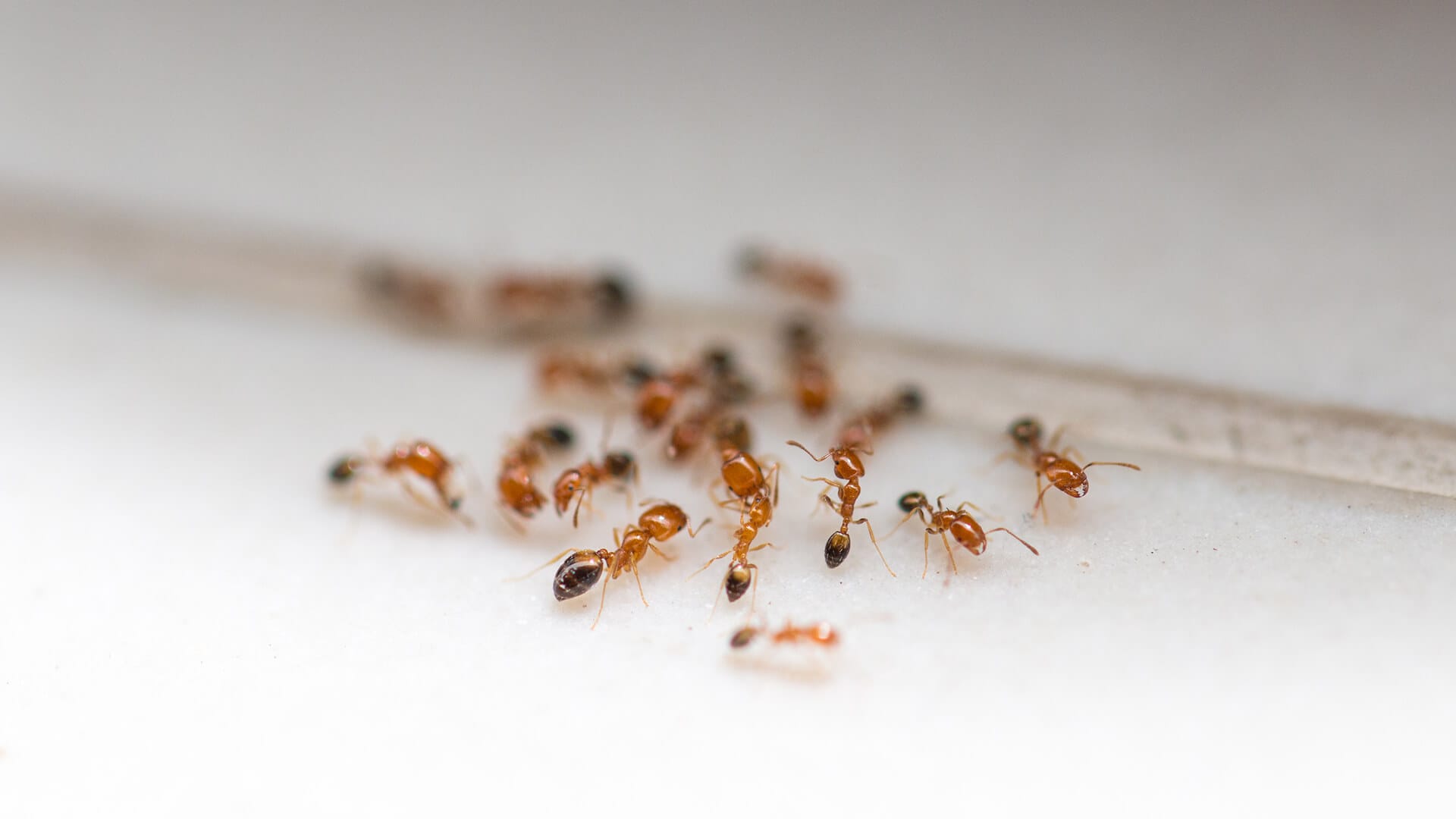 A group of small reddish-brown ants clusters together on a white surface near a thin line or crack, highlighting the need for effective ant pest control.