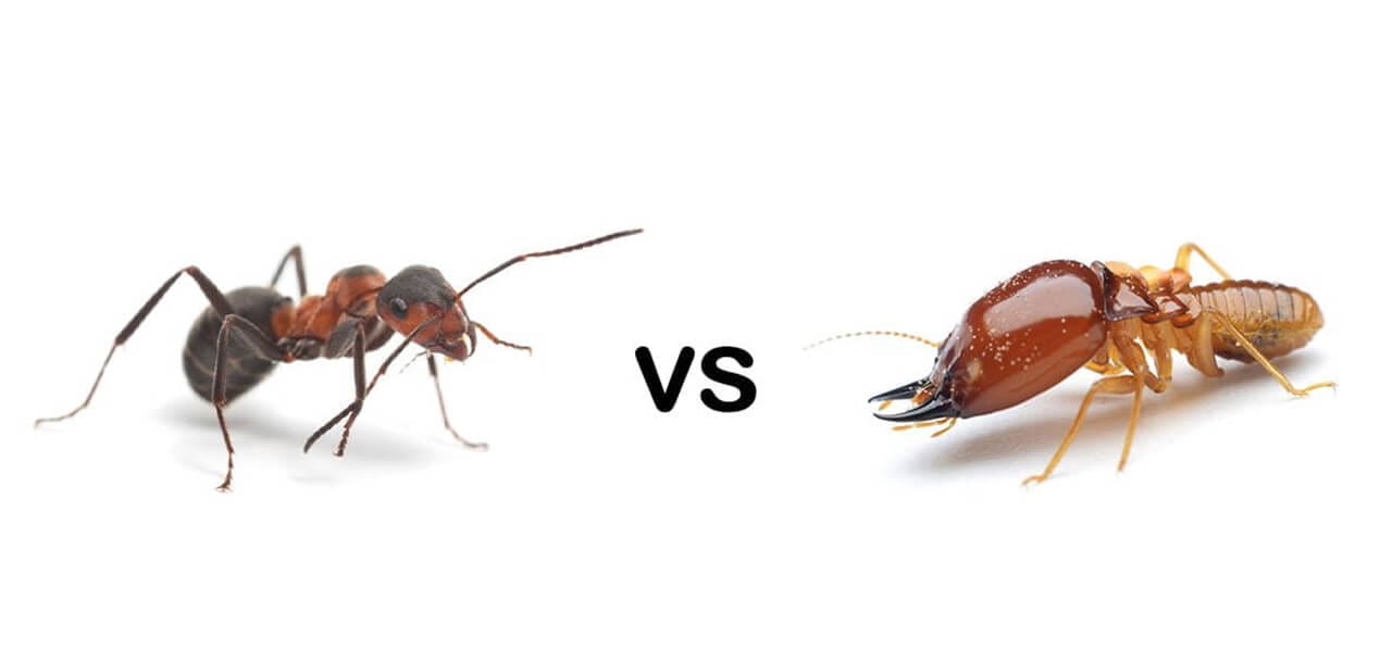 Close-up of an ant on the left and a termite on the right, with "vs" text between them on a white background.