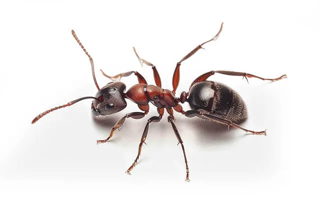 Pest Library 6 argentine ant