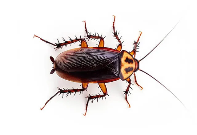 Pest Library 2 australian cockroach