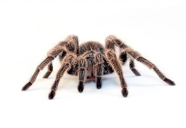 10 of the most dangerous spiders in Australia 7 australian tarantulas 1