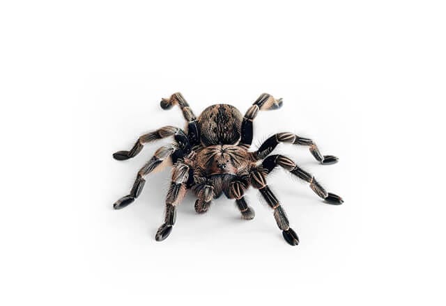 australian tarantulas