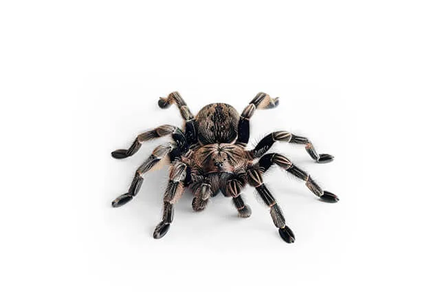 Pest Library 21 australian tarantulas