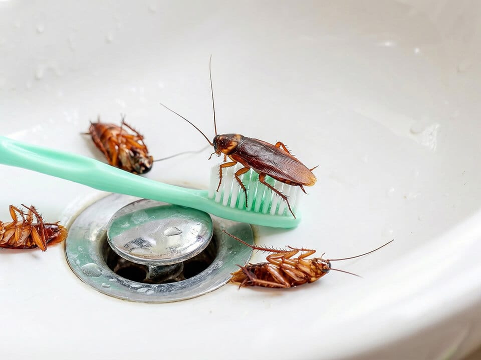 Four cockroaches crawl on and around a green toothbrush in a white sink near the drain.