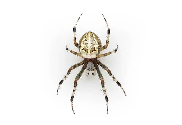 common garden orb weaver spider