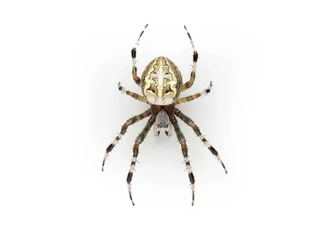 Pest Library 22 common garden orb weaver spider