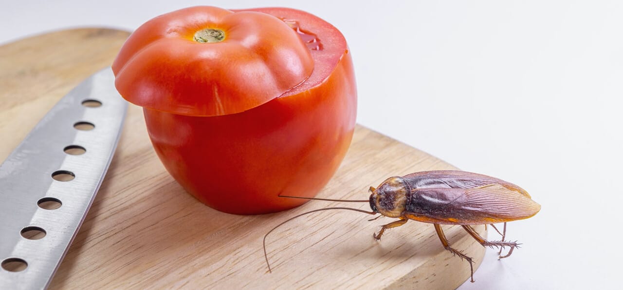 A whole tomato with the top sliced off sits on a wooden cutting board next to a kitchen knife and a large cockroach.