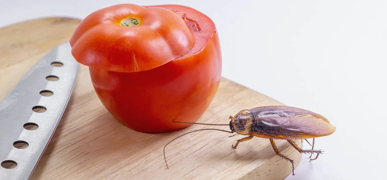 A whole tomato with the top sliced off sits on a wooden cutting board next to a kitchen knife and a large cockroach.